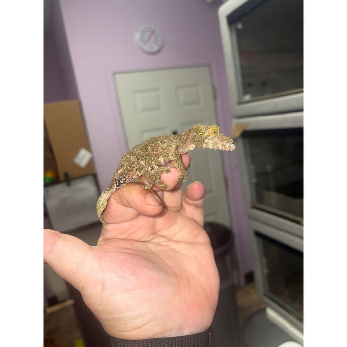 Mossy Leaf Tail Gecko (Uroplatus sikore)