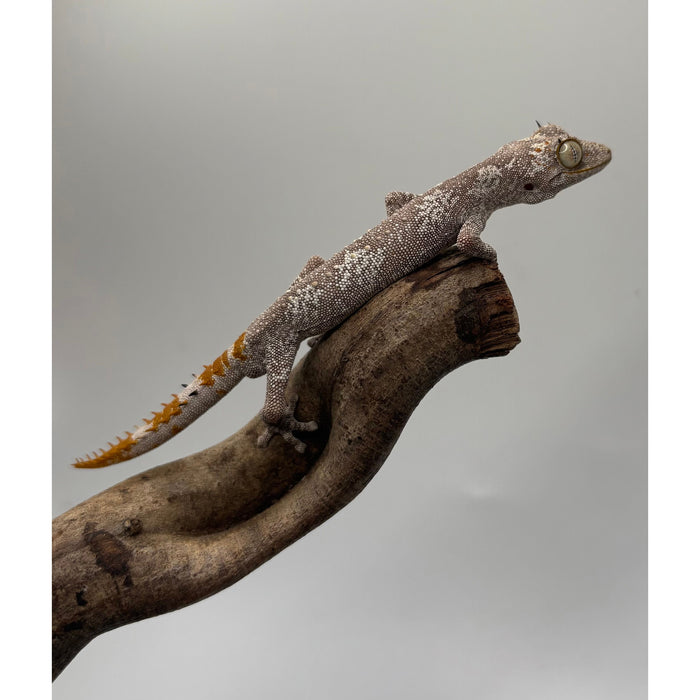 Northern Spiny Tail Gecko (Strophurus ciliaris) (Adult Pair)