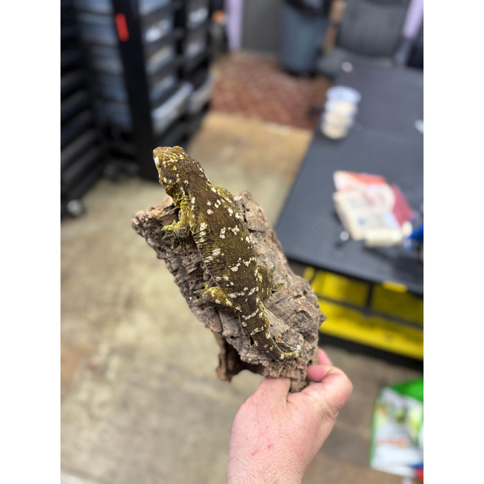 Leachianus Gecko (Pine Island) (Adult Female)