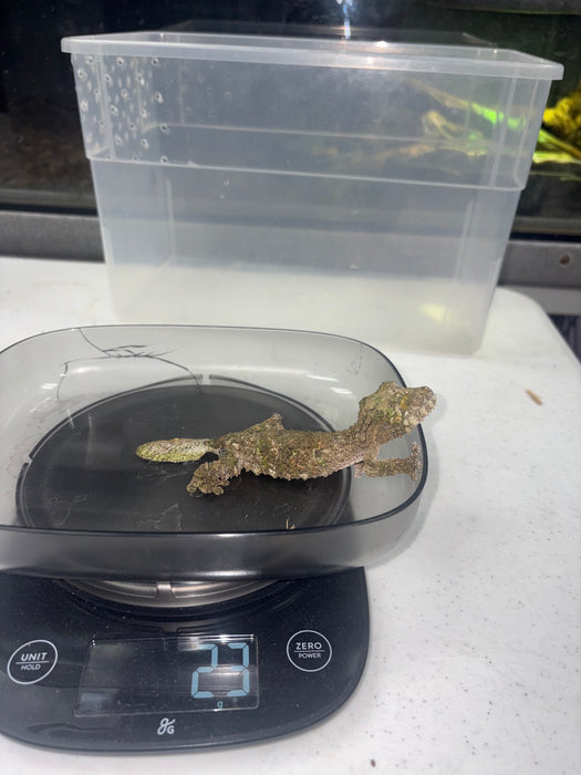 Mossy Leaf Tail Gecko (Uroplatus sikore)