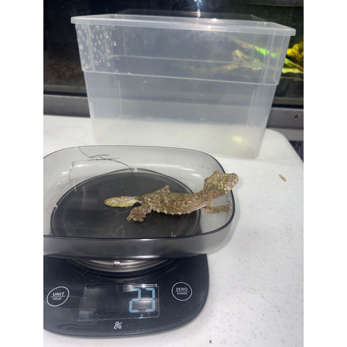 Mossy Leaf Tail Gecko (Uroplatus sikore)