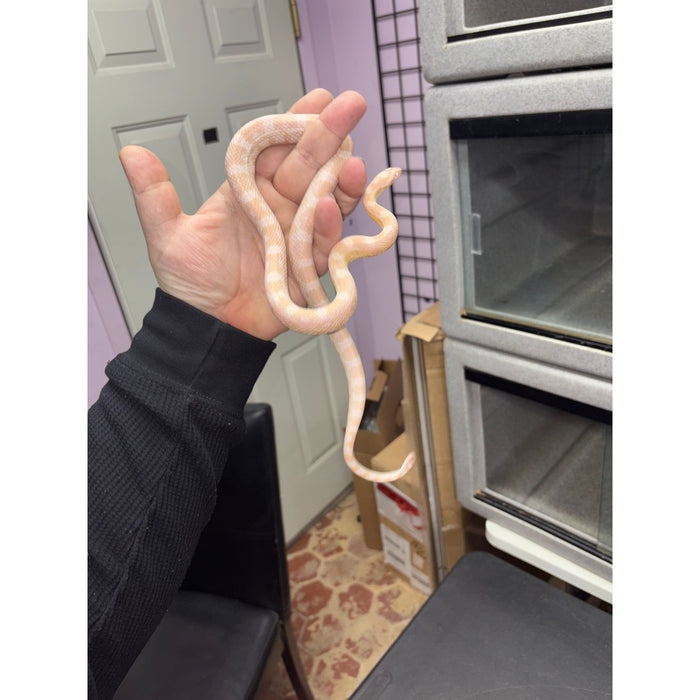 Corn Snake (Snow) (Juvenile/SubAdult)