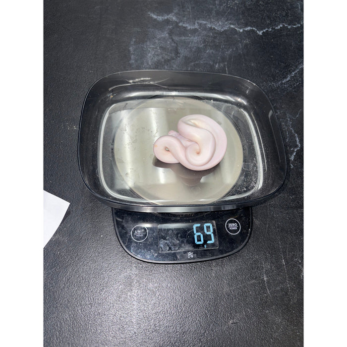 Ball Python (Super Fire)