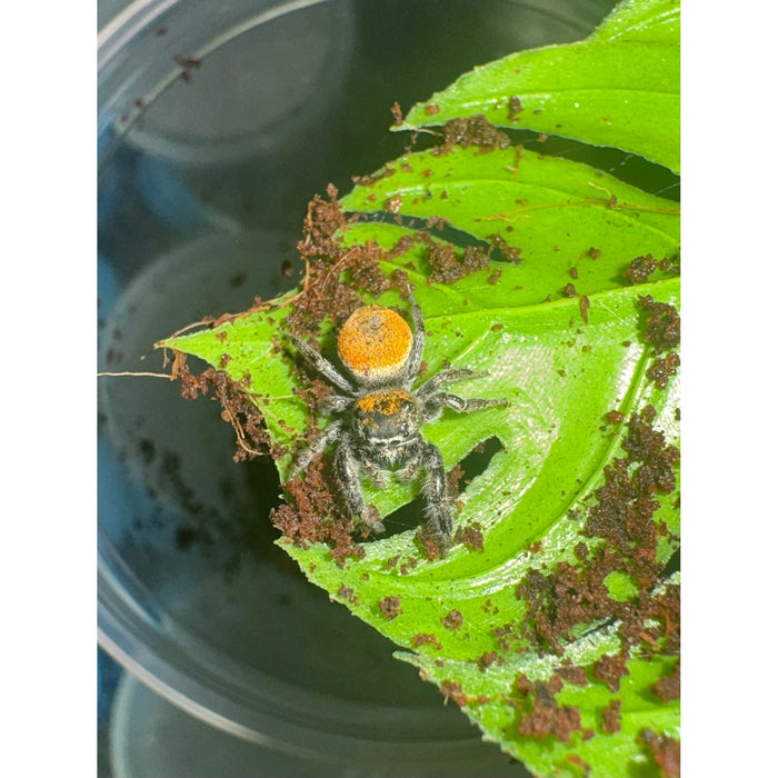 Jumping Spider (Lucid Dreamer) (Phiddippus morpheus)