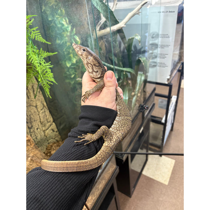 Dumerils Monitor (Varanus dumerilii)