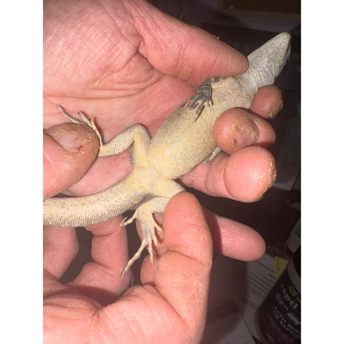 Lizard Butterfly Agama (Leiolepis belliana)
