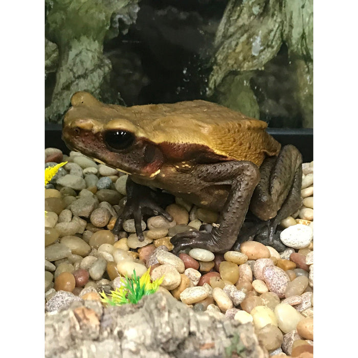 Giant Smooth Skin Toad (Bufo guttata)