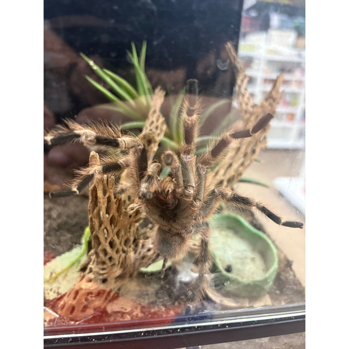 Brazilian White Knee (MATURE MALE) (Acanthoscurria geniculata)