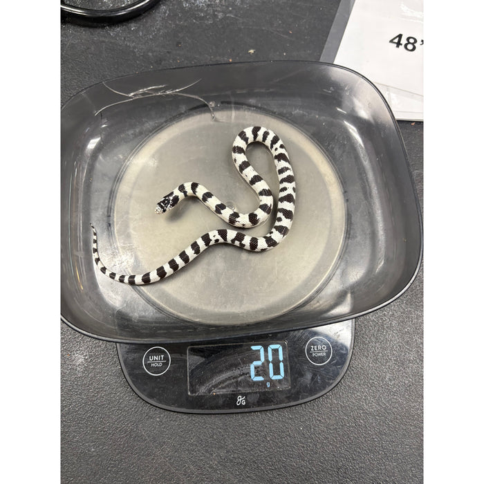 California Kingsnake (High White Banded) (Baby)