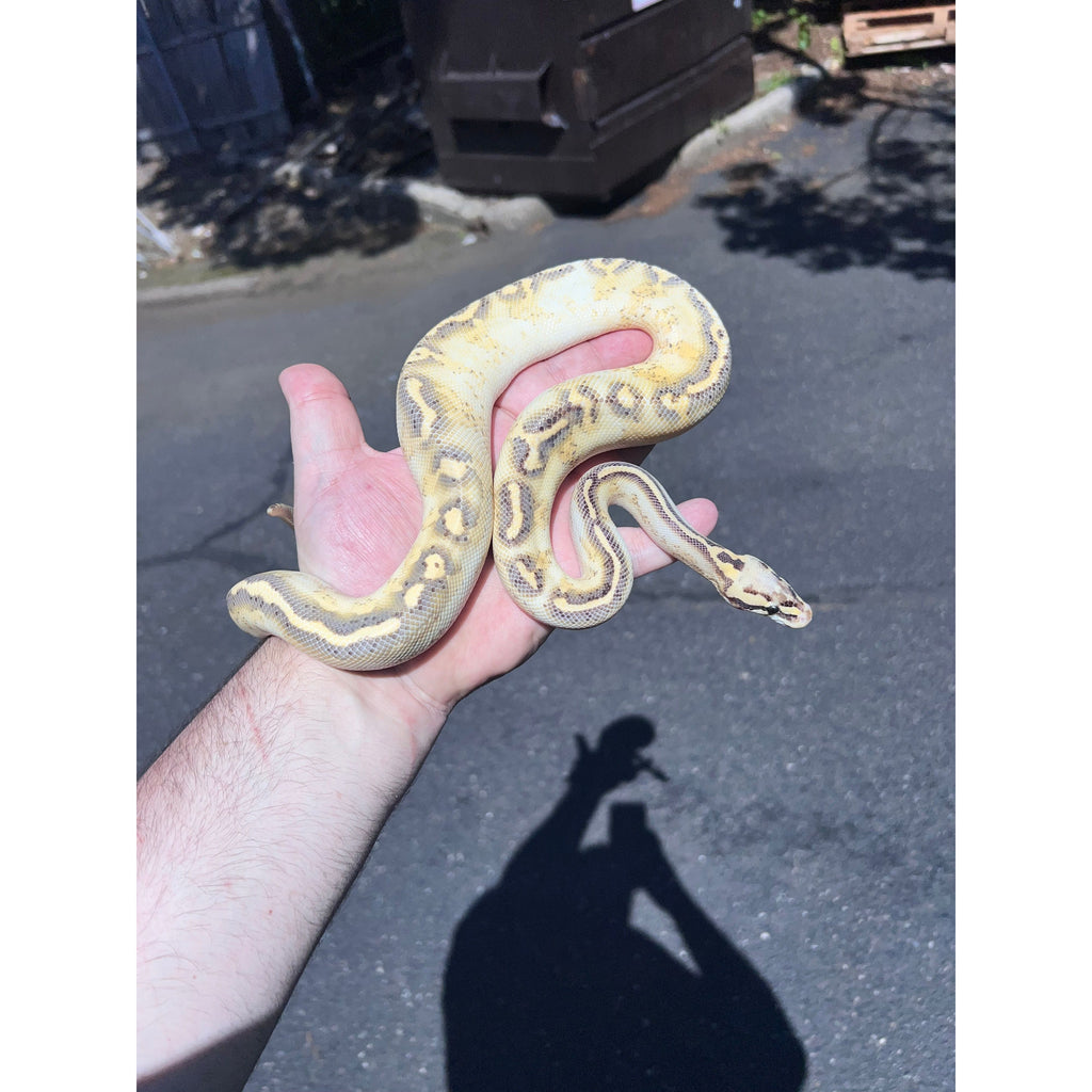 Cheap Pretty Ball Python Ball Pythons for Sale — Jungle Bobs Reptile World