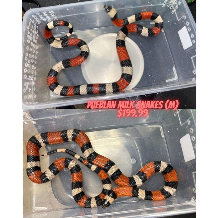 Pueblan Milksnake (Adult) (Lampropeltis triangulum campbelli)