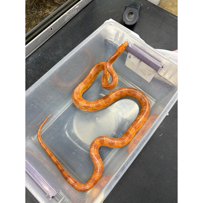 Corn Snake (Albino) (Adult)