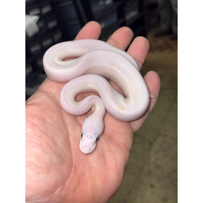 Ball Python (Super Fire)