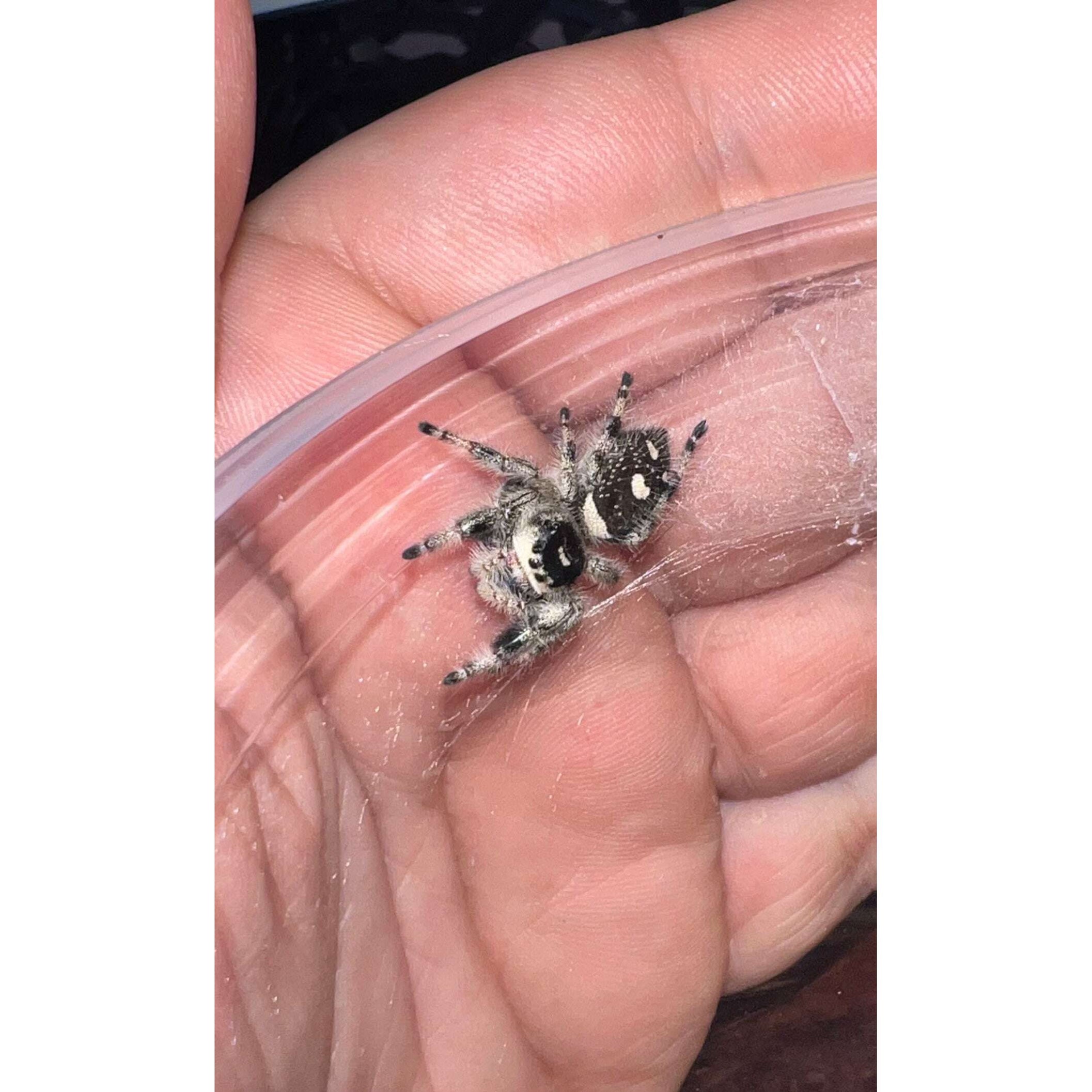 White regal jumping spider: a beauty.