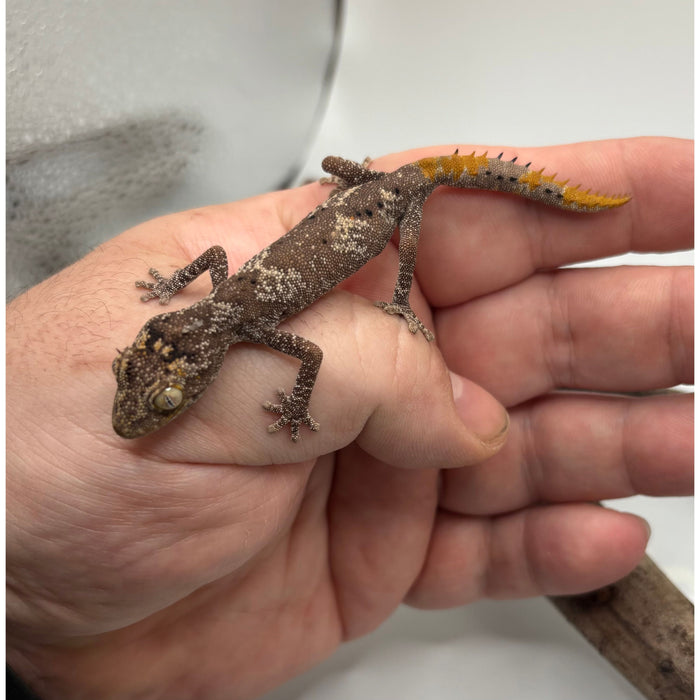 Northern Spiny Tail Gecko (Strophurus ciliaris) (Adult Pair)