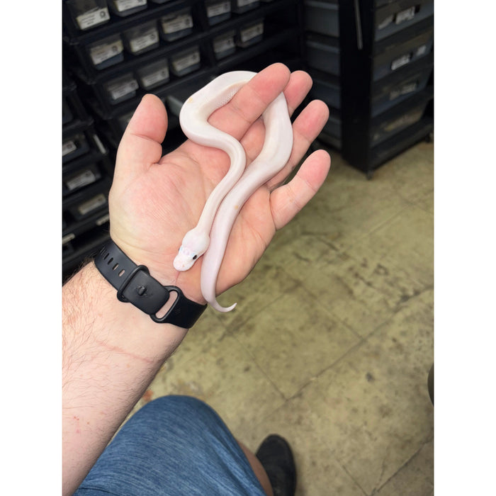 Ball Python (Super Fire)