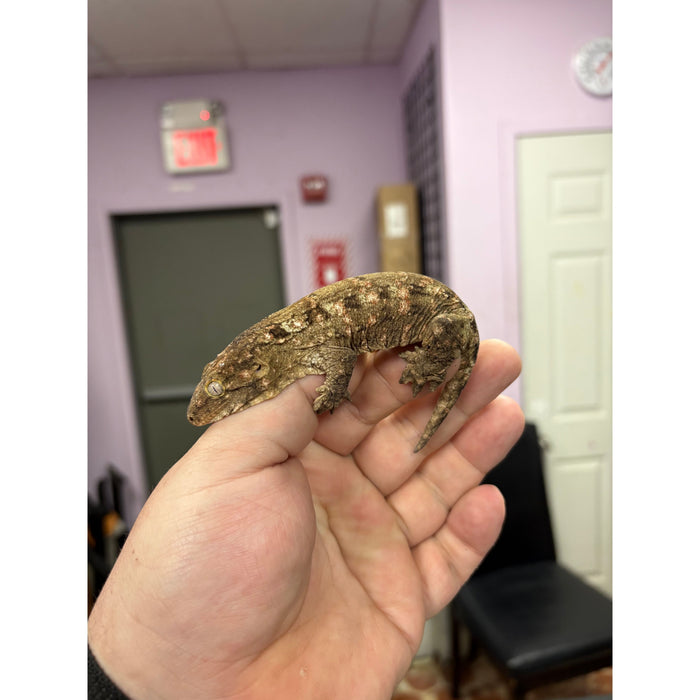 Leachianus Gecko (Nuu Ana x GTX)