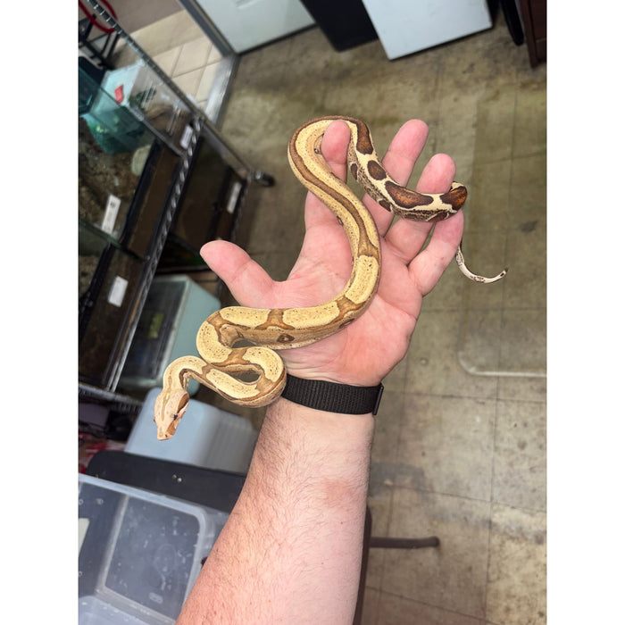 Red Tail Boa (VPI Jungle) (Boa constrictor imperator)