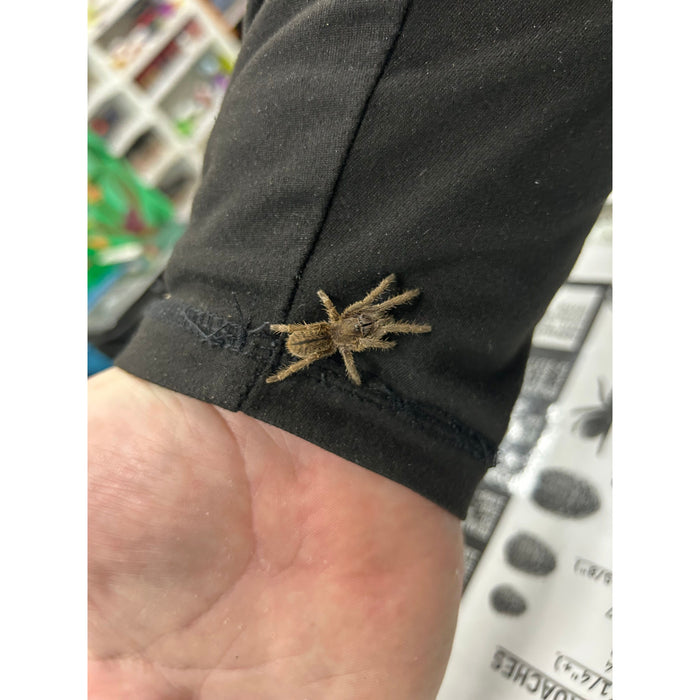 Tarantula Thailand Zebra (SLING) (Cyriopagopus albostriatus)