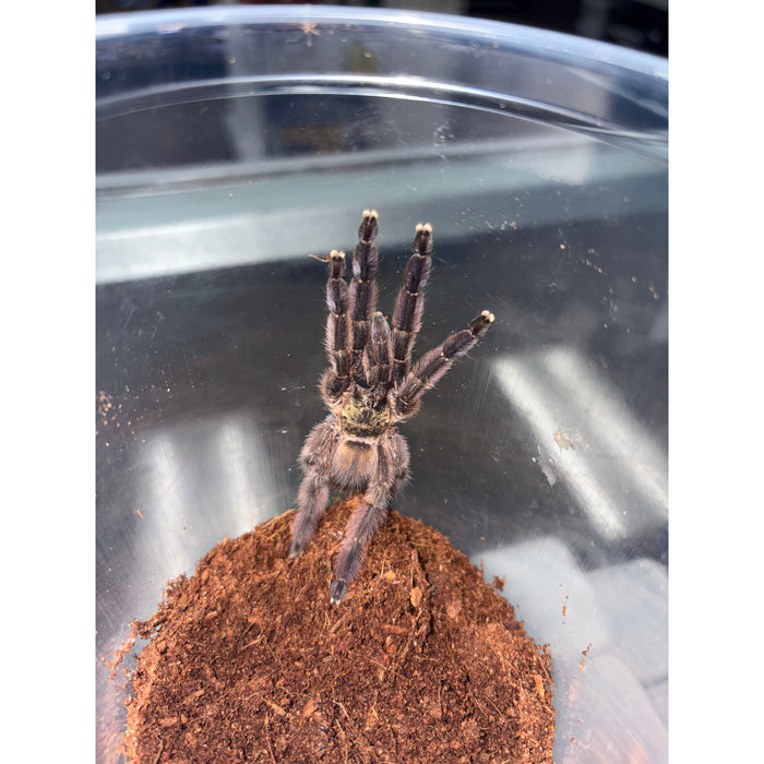 Carribean Diamond Tarantula (Tapinauchenius rasti)