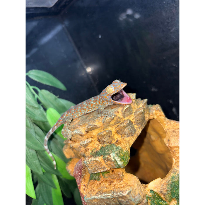 Tokay Gecko (Baby) (Gekko gecko)