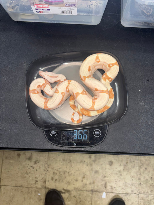Colombian Red Tail Boa (Kahl Albino) (Baby)