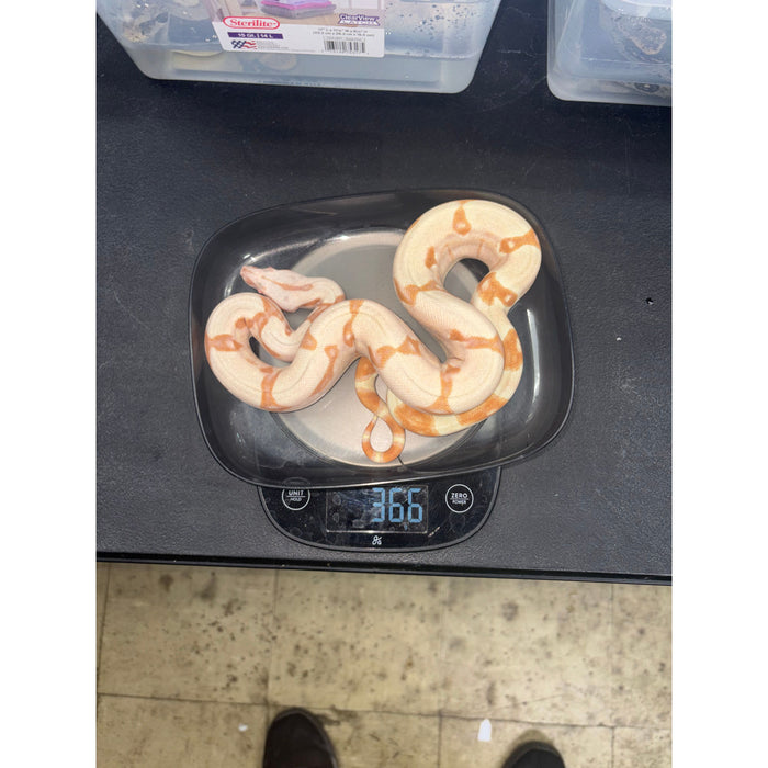Colombian Red Tail Boa (Kahl Albino) (Baby)
