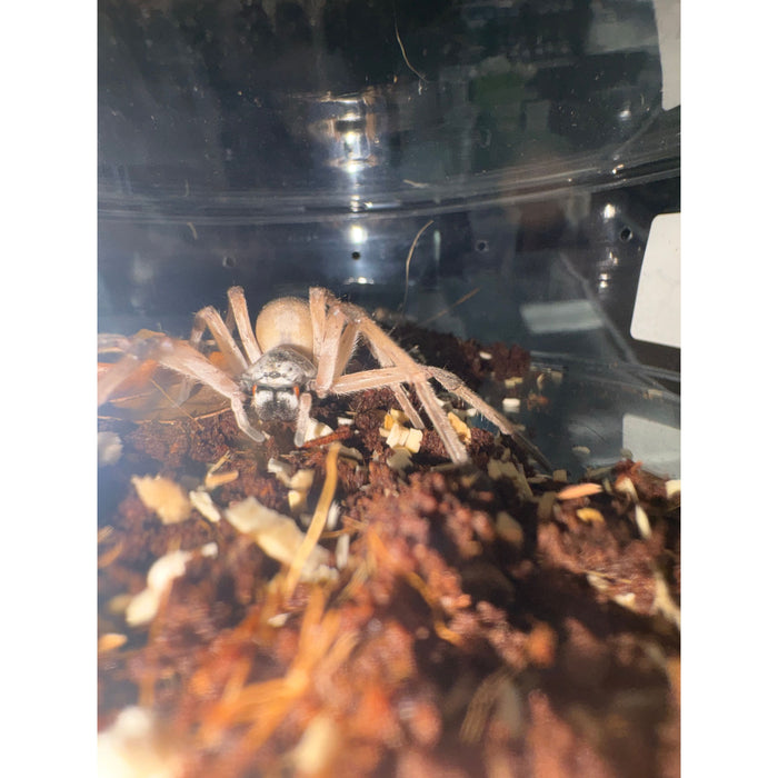 Desert Huntsman (Cerbalus sp)