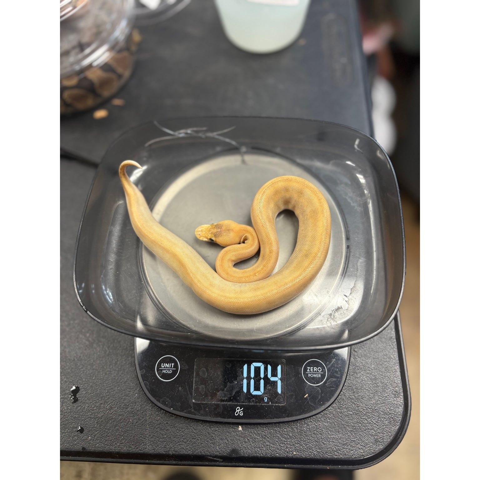 Ball Pythons for Sale — Jungle Bobs Reptile World