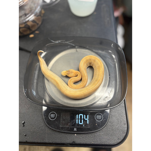Ball Python (Enchi Mimosa)