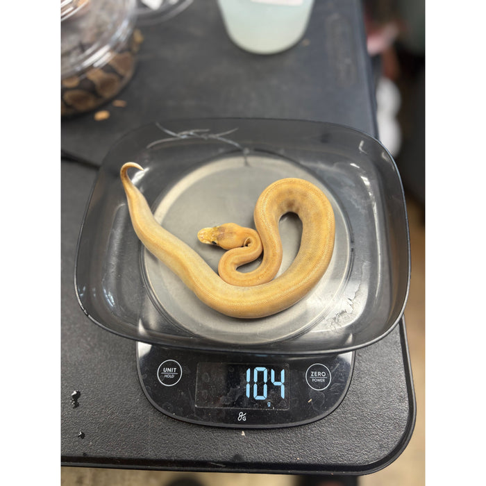 Ball Python (Enchi Mimosa)