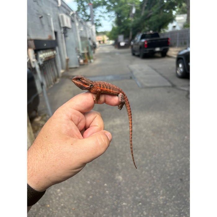 Bearded Dragon (Red Monster Cross)