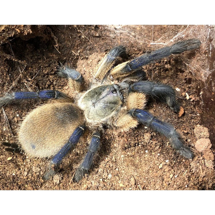 Tarantula Socotra Blue Baboon (SLING 3-PACK) (M. balfouri)