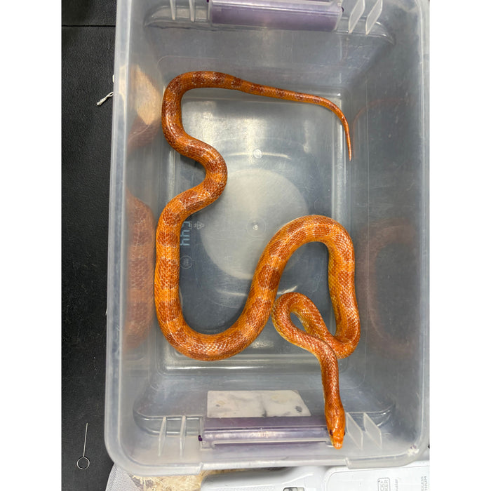 Corn Snake (Albino) (Adult)