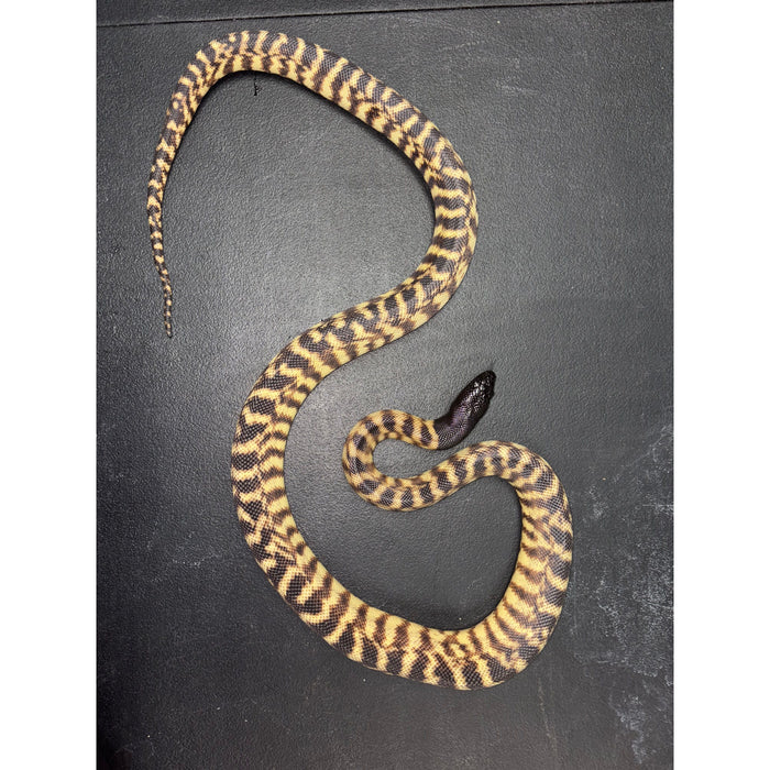 Black Headed Python (Aspidites melanocephalus)