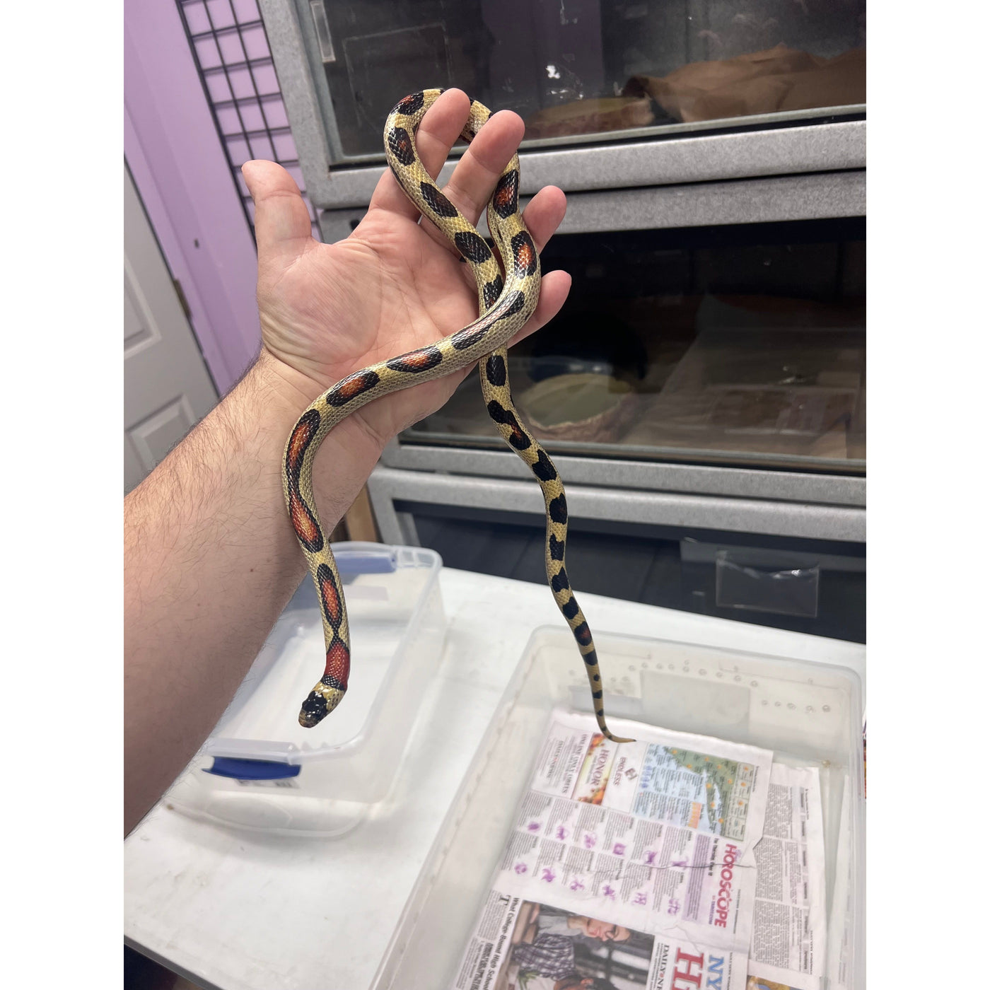 Imperial Milksnake — Jungle Bobs Reptile World