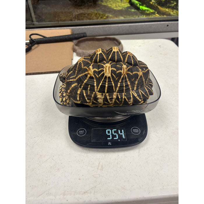 Indian Star Tortoise (Geochelone elegans)
