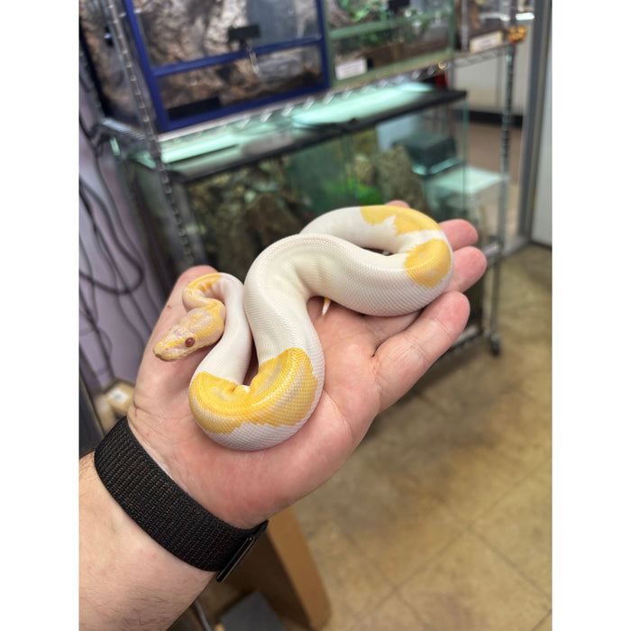 Ball Python (Candino Pied)