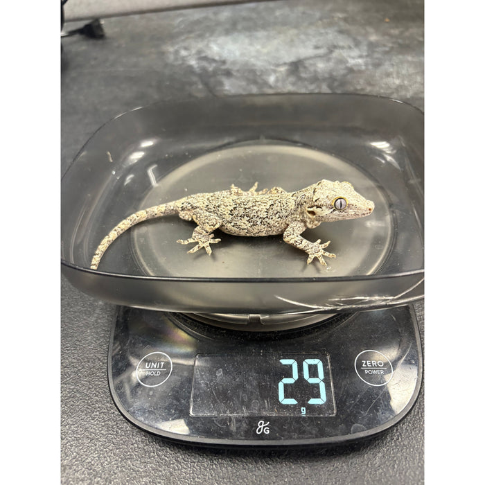 Gargoyle Gecko (Adult Male)