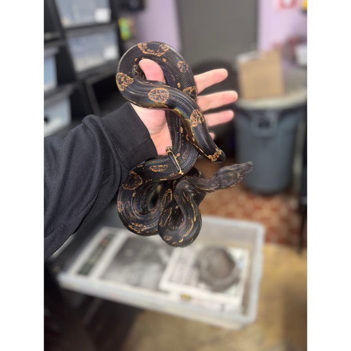 Arabesque IMG Red Tail Boa