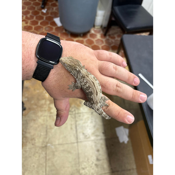 Leachianus Gecko (GTA) (M)