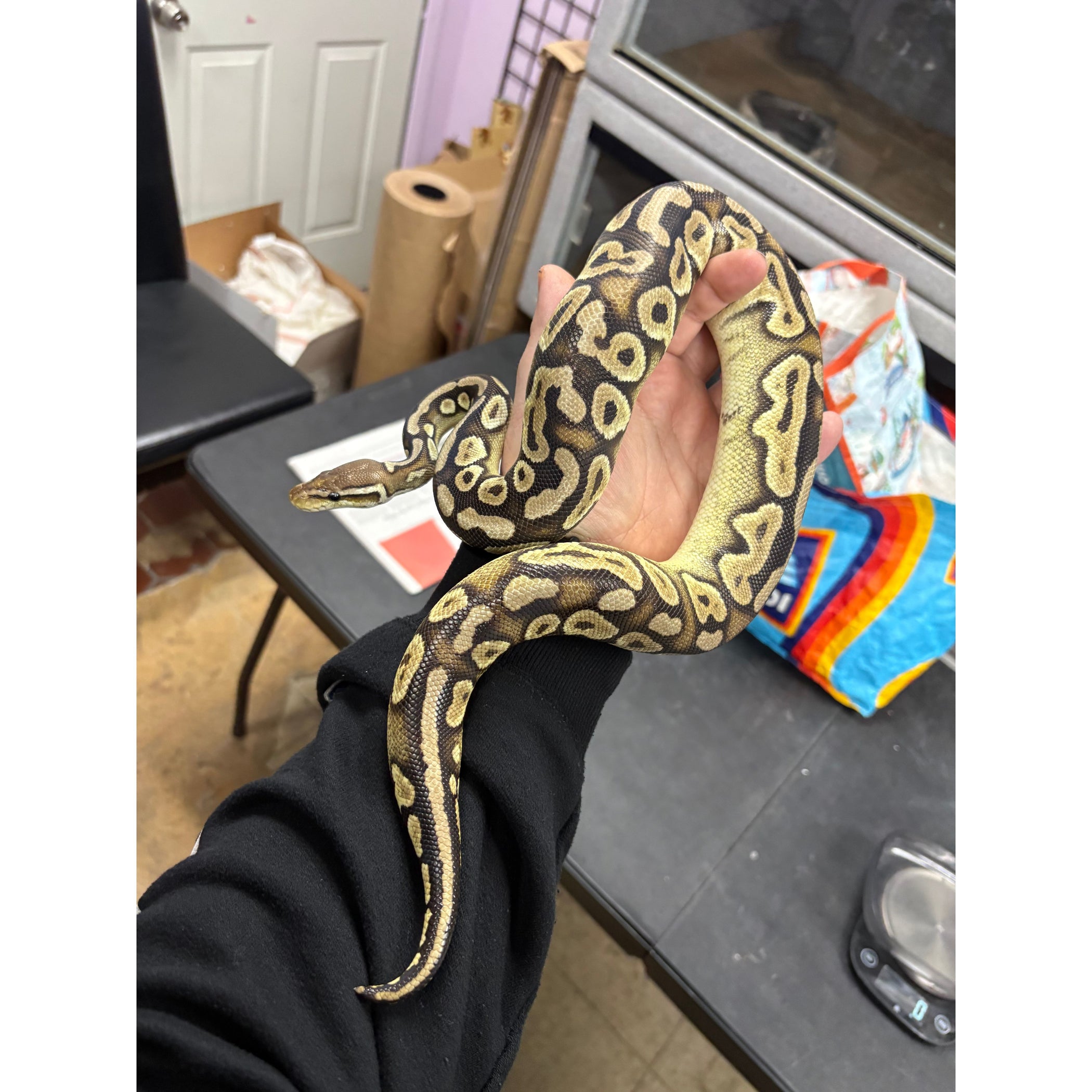 Ball Python (Pastel Cinnamon) — Jungle Bobs Reptile World