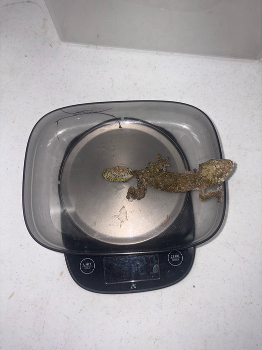 Mossy Leaf Tail Gecko (Uroplatus sikore)