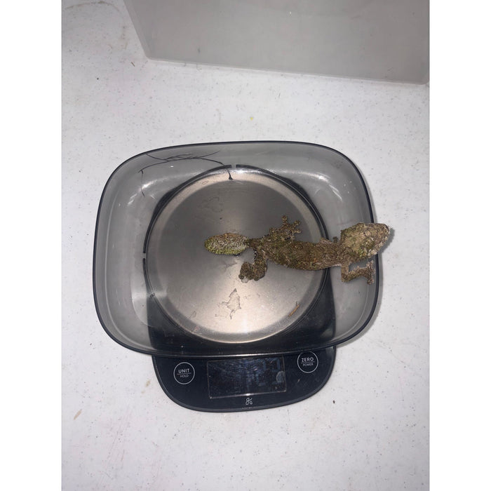 Mossy Leaf Tail Gecko (Uroplatus sikore)