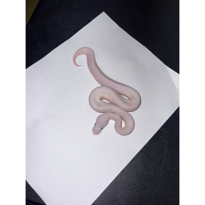 Ball Python (Super Fire)