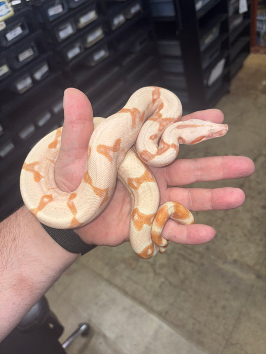 Colombian Red Tail Boa (Kahl Albino) (Baby)
