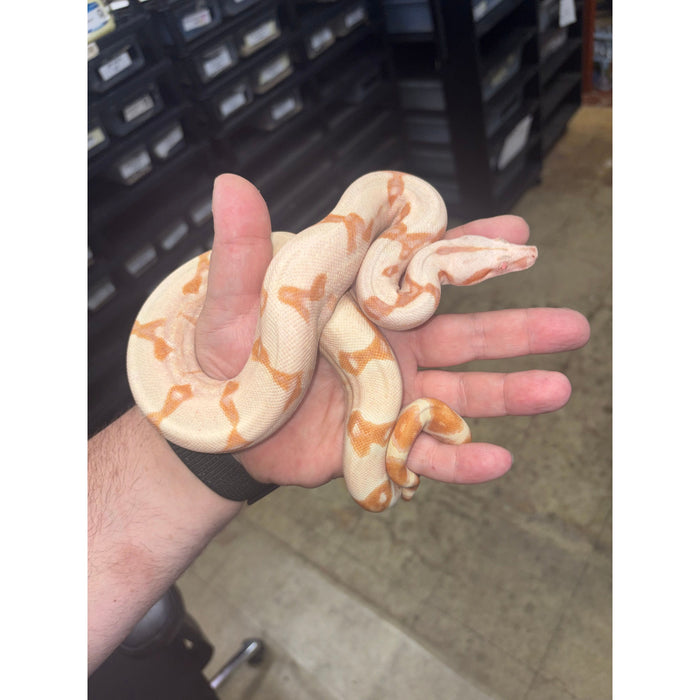 Colombian Red Tail Boa (Kahl Albino) (Baby)
