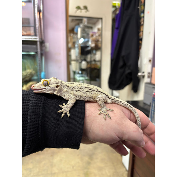 Gargoyle Gecko (Adult Male)