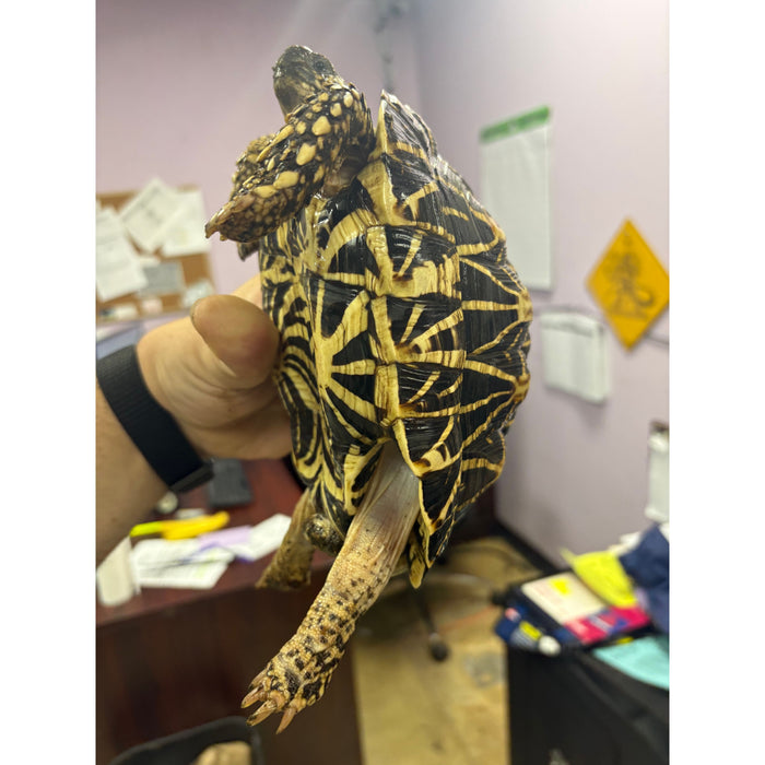 Indian Star Tortoise (Geochelone elegans)