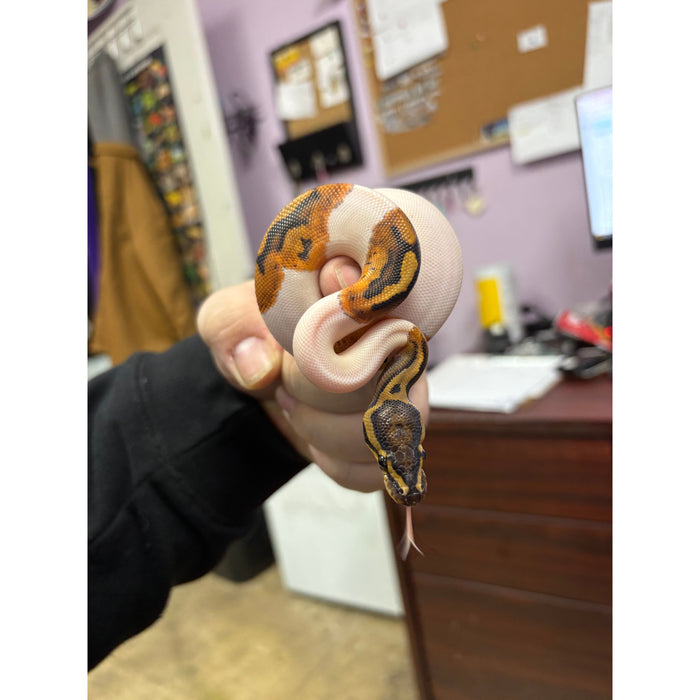 Ball Python (Ghost Pied)